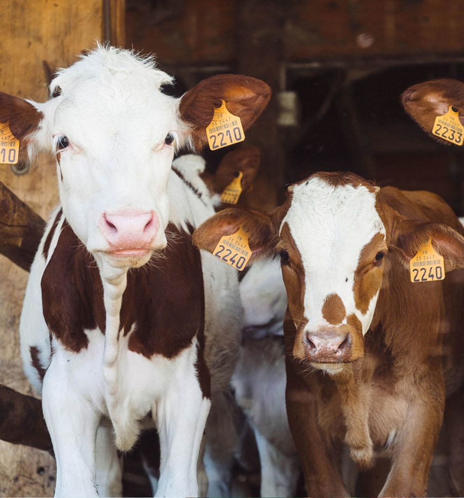 What is sustainable agriculture picture