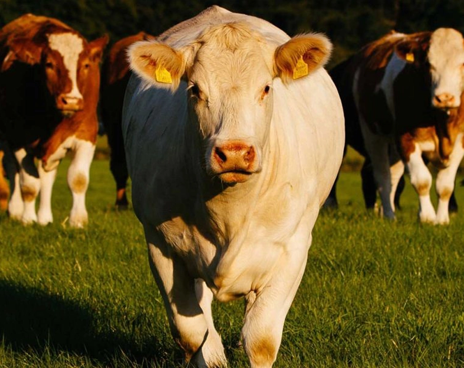 A group of beef cows in a field