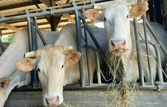 Sustainable Beef Production with Interbev  picture