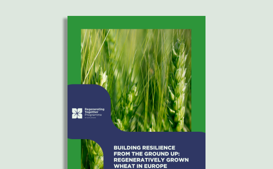 Building Resilience from the Ground Up: Regeneratively Grown Wheat in Europe picture