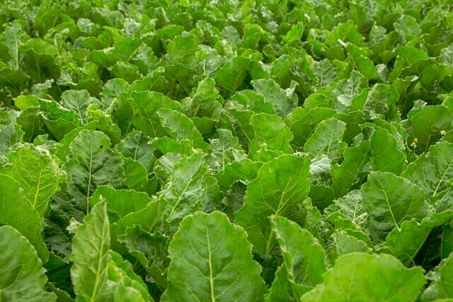 Südzucker-Moldova pioneers Moldova’s first FSA-verified farm picture